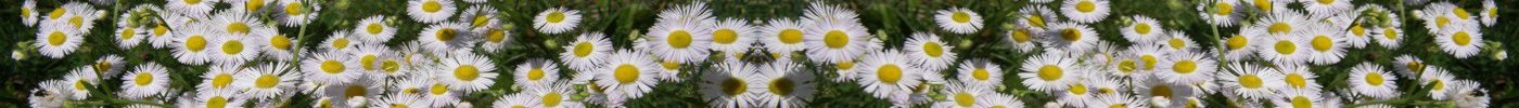 Blüten
